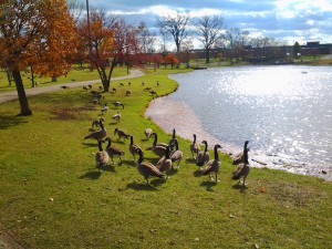 Duck pond